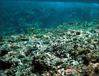20110307-NOAA coral damage fb_bottom_100.jpg
